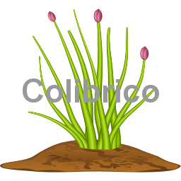 Chives