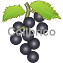 Elderberry