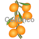 Seabuckthorn