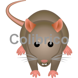 Rat