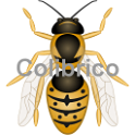 Wasp