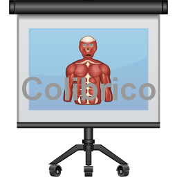 Anatomy2