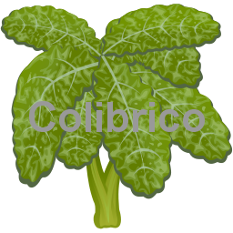 Green_cabbage