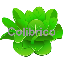 Head_lettuce
