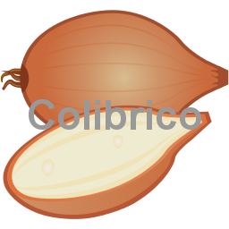 Shallot
