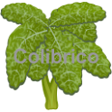 Green_cabbage